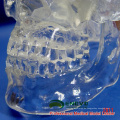 SKULL09 (12335) Medizinische Wissenschaft klassische lebensgroße transparente Menschen Schädel, anatomische Schädel Modell